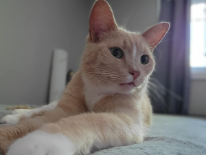 Cupcake This is an orange and white cat named Cupcake