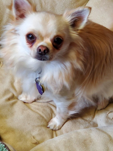 Lucy and Winston Lucy and Winston, a bonded pair