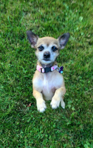 Millie This is a small dog named Millie