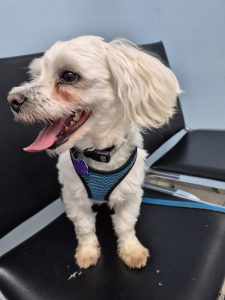 Archie dog Archie dog