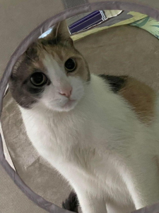 Harley cat Harley Cat