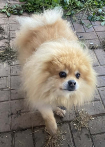 Cooper Dog Cooper Dog