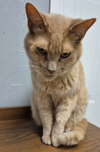 Nutmeg Cat Nutmeg Cat