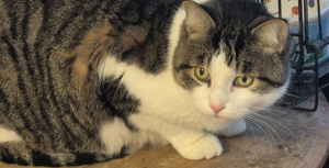 Precious Cat Precious Cat