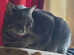 Smudge Cat Smudge Cat