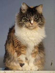 Tabbie Cat Tabbie Cat